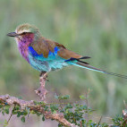 Lilac-breasted roller.