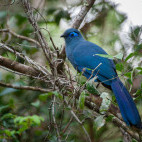 Blue coua in Marojejy National Park, Madagascar.