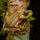 Anamalozatra Madagascar frog in Andasibe-Mantadia National Park, Madagascar.