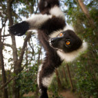 Black-and-white ruffed lemur in Andasibe-Mantadia National Park, Madagascar.