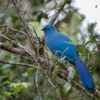 Blue coua in Andasibe-Mantadia National Park, Madagascar.
