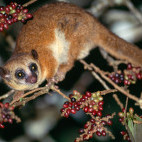 Crossley's dwarf lemur in Andasibe-Mantadia National Park, Madagascar.
