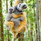 Diademed sifaka in Andasibe-Mantadia National Park, Madagascar.