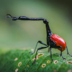 Giraffe-necked weevil in Andasibe-Mantadia National Park, Madagascar.