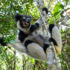 Indri in Andasibe-Mantadia National Park, Madagascar.
