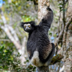 Indri in Andasibe-Mantadia National Park, Madagascar.