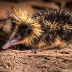 Lowland streaked tenrec in Andasibe-Mantadia National Park, Madagascar.