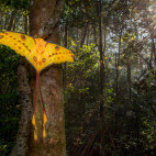 Madagascar comet moth in Andasibe-Mantadia National Park, Madagascar.