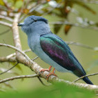 Madagascar cuckoo roller in Andasibe-Mantadia National Park, Madagascar.