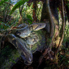 Madagascar tree boa in Andasibe-Mantadia National Park, Madagascar.