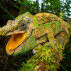 Malthe's green-eared chameleon in Andasibe-Mantadia National Park, Madagascar.