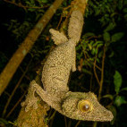 Mossy leaf-tailed gecko in Andasibe-Mantadia National Park, Madagascar.