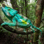 Parson's chameleon in Andasibe-Mantadia National Park, Madagascar.