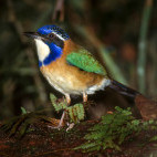 Pitta-like ground roller in Andasibe-Mantadia National Park, Madagascar.