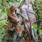 Satanic leaf-tailed gecko in Andasibe-Mantadia National Park, Madagascar.