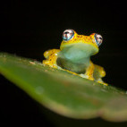Tree frog in Andasibe-Mantadia National Park, Madagascar.