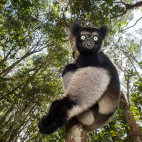 Indri in Madagascar.