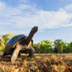 Aldabra giant tortoise in Anjajavy Private Reserve, Madagascar.
