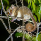 Ambarijeby mouse lemur in Anjajavy Private Reserve, Madagascar.