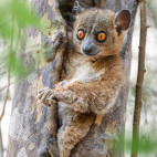 Anjiamangirana sportive lemur in Anjajavy Private Reserve, Madagascar.