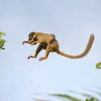 Common brown lemur in Anjajavy Private Reserve, Madagascar.