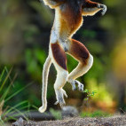 Coquerel's sifaka in Anjajavy Private Reserve, Madagascar.