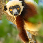 Coquerel's sifaka in Anjajavy Private Reserve, Madagascar.