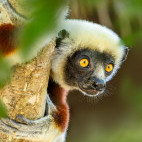 Coquerel's sifaka in Anjajavy Private Reserve, Madagascar.