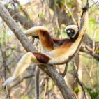 Coquerel's sifaka in Anjajavy Private Reserve, Madagascar.