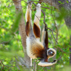 Coquerel's sifaka in Anjajavy Private Reserve, Madagascar.