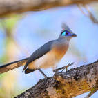 Crested coua in Anjajavy Private Reserve, Madagascar.