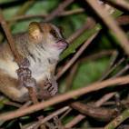 Golden brown mouse lemur in Anjajavy Private Reserve, Madagascar.