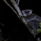 Grey mouse lemur in Anjajavy Private Reserve, Madagascar.