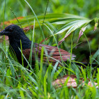Madagascar coucal in Anjajavy Private Reserve, Madagascar.