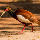 Madagascar crested ibis in Anjajavy Private Reserve, Madagascar.