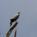 Madagascar harrier hawk in Anjajavy Private Reserve, Madagascar.