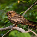 Madagascar nightjar in Anjajavy Private Reserve, Madagascar.