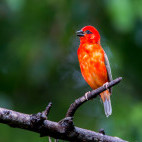 Madagascar red fody in Anjajavy Private Reserve, Madagascar.