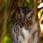 Madagascar scops owl in Anjajavy Private Reserve, Madagascar.