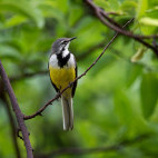 Madgascar wagtail in Anjajavy Private Reserve, Madagascar.