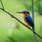 Malagasy kingfisher in Anjajavy Private Reserve, Madagascar.