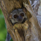 Milne-Edward's sportive lemur in Anjajavy Private Reserve, Madagascar.
