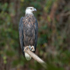 Madagascar fish eagle in Anjajavy Private Reserve, Madagascar.