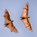 Madagascar flying fox in Anjajavy Private Reserve, Madagascar.