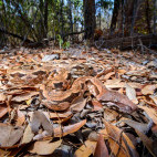 Madagascar ground boa in Anjajavy Private Reserve, Madagascar.