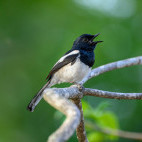 Madagascar magpie robin in Anjajavy Private Reserve, Madagascar.