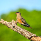 Madgascar pratincole in Anjajavy Private Reserve, Madagascar.