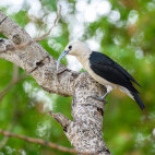 Sickle-billed vanga in Anjajavy Private Reserve, Madagascar.