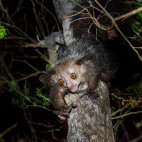 Aye aye (daubentonia madagascariensis) near Andranotsimaty Daraina, Madagascar.