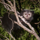 Aye-aye in Madagascar.